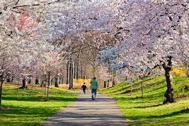 branch brook park webcam|WATCH: Cherry Blossom Live Feed Launches In。